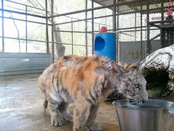 Neglected by the Circus, the Bengal Tiger Aasha Has a HUGE Transformation