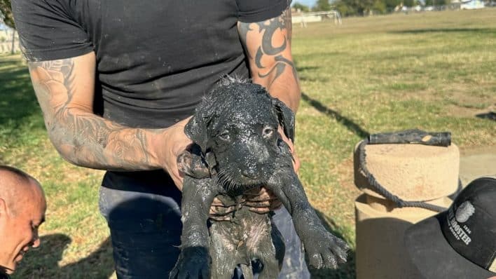 Police Officer Bravely Climbs Into Sewer to Rescue Trapped Puppy