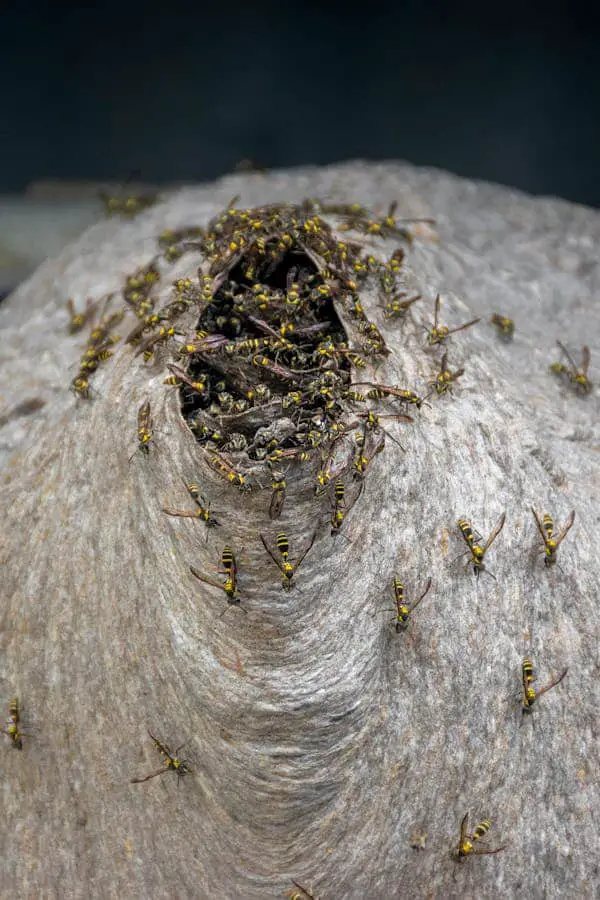 Man Discovers “Hornets” Nest in Attic – Is Shocked by What’s Really Inside