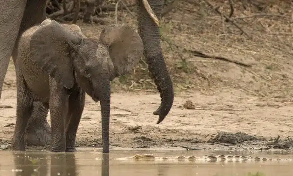 Crocodile Snatches Baby Elephant’s Trunk While Drinking! See What Happens Next