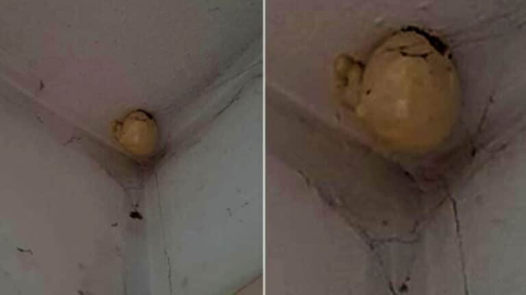 Unusual Egg-Like Thing Found in House Turns Out to Be…