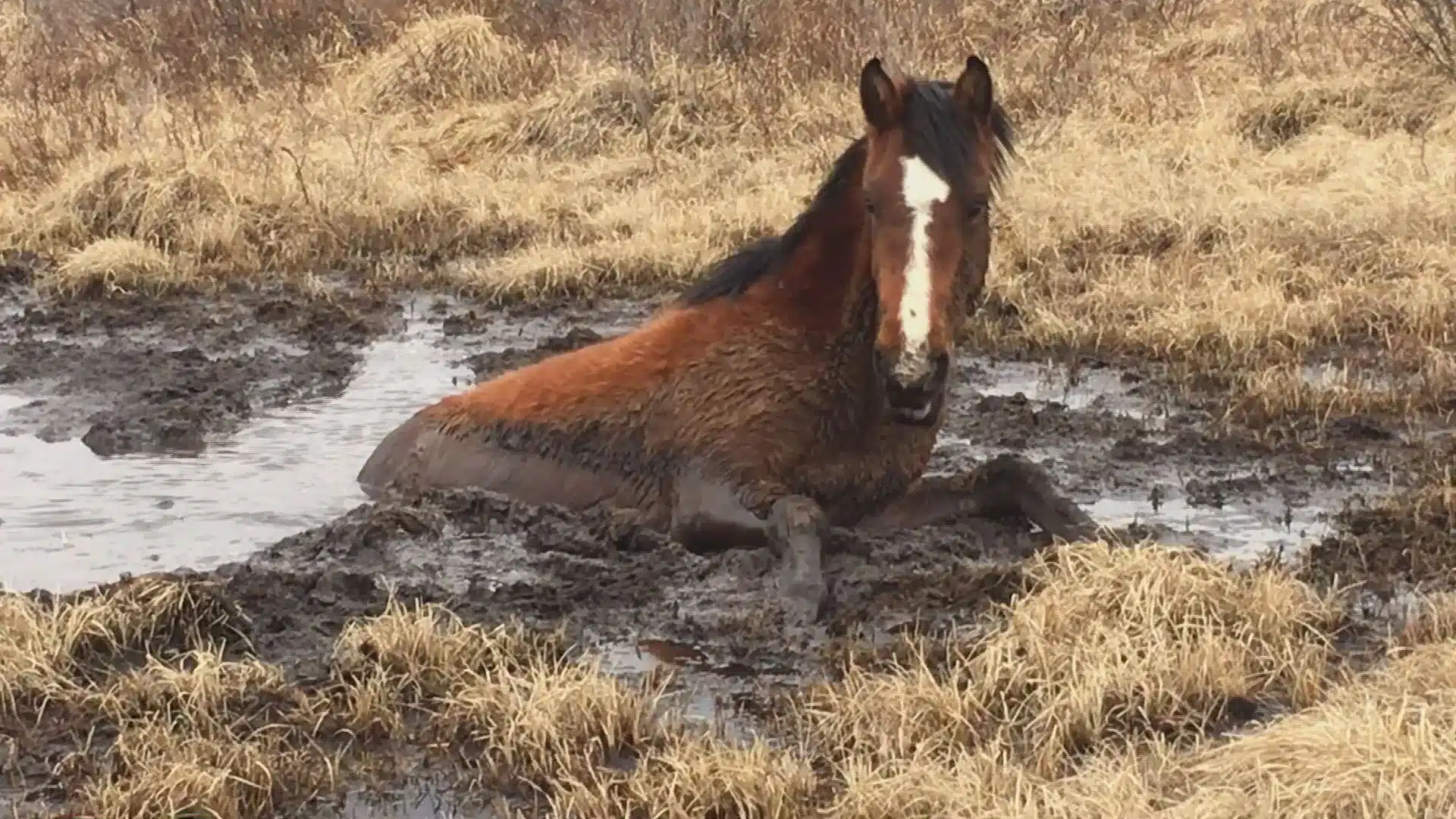 Rescuers Save Wild Horse Trapped in Mud, It Thanks Back