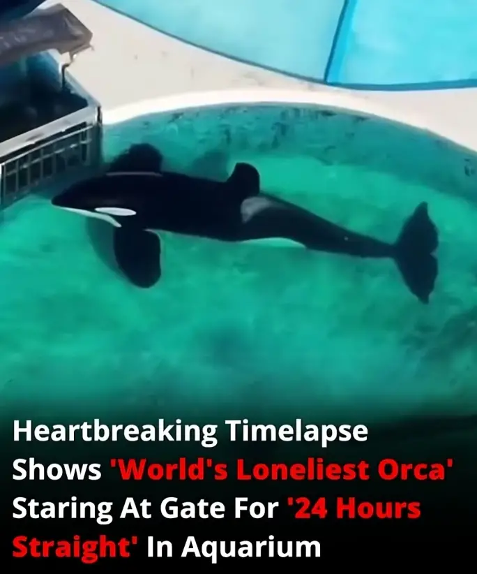 Heartbreaking Timelapse Shows ‘World’s Loneliest Orca’ Staring At Gate For ’24 Hours Straight’ In Aquarium