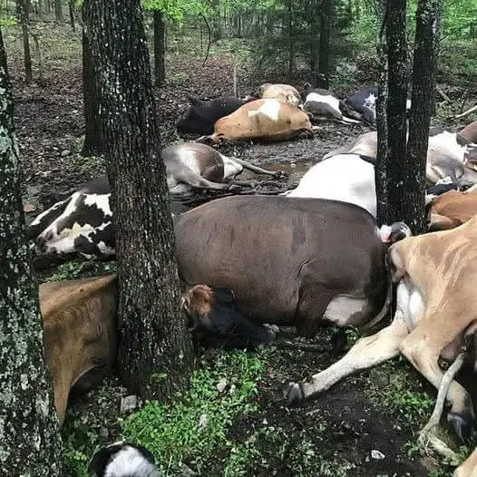 Lightning Strike Claims Lives of 32 Cows in Missouri