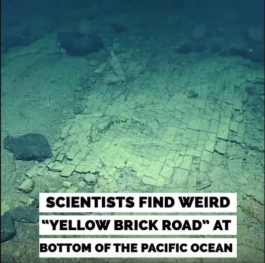 Scientists find strange “Yellow Brick Road” at the bottom of the Pacific Ocean