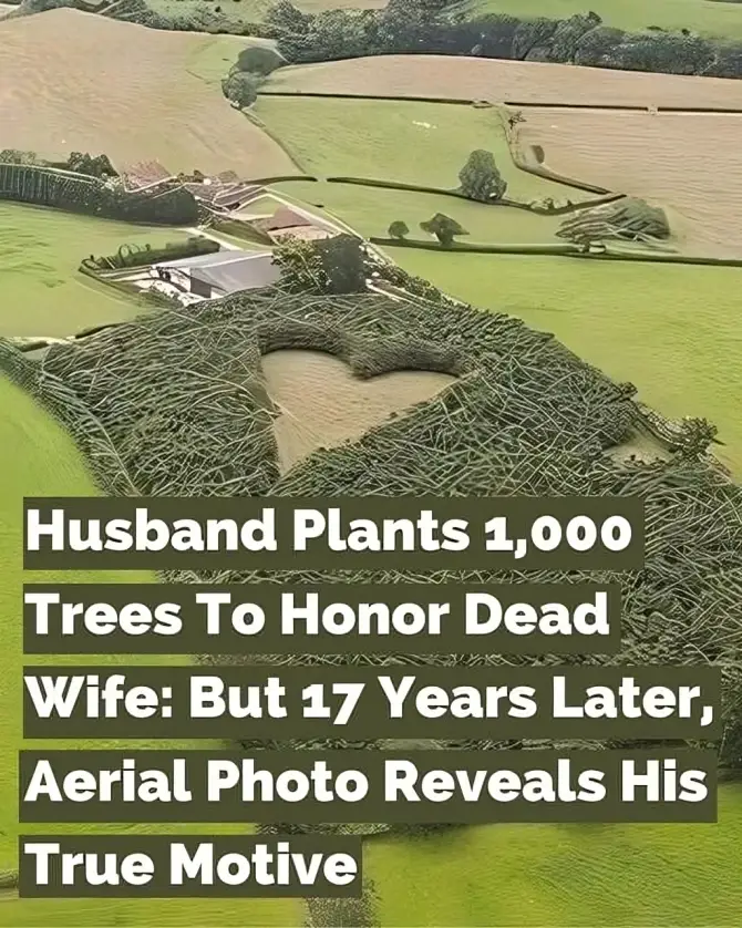 Husband Plants 1,000 Trees To Honor Dead Wife: But 17 Years Later, Aerial Photo Reveals His True Motive